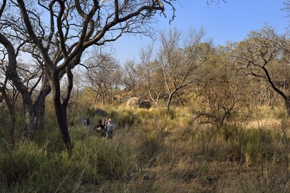 Zimbabwe, Matabeleland South Province, Matobo or Matopos Hills National Park, listed as World Heritage by UNESCO, walking safari in search of White Rhinoceros (Ceratotherium simum)