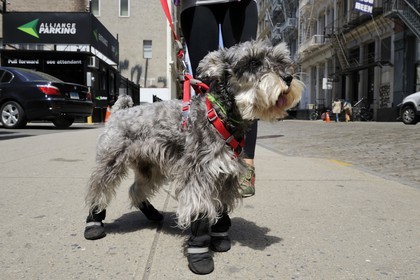 Etats-Unis, New York, Manhattan, Soho, chien à la mode newyorkaise