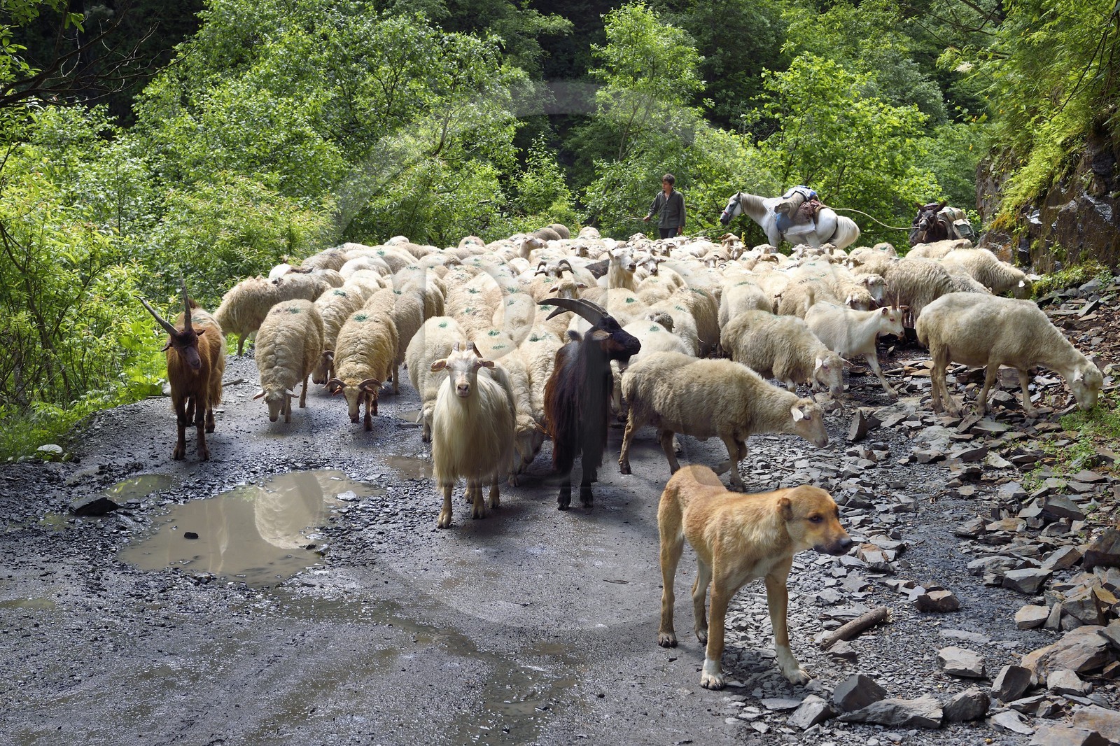 Georgia, Kakheti, Tusheti region, sheep transhumance on the track connecting Telavi to Omalo through the Abano Pass at 2826 metres