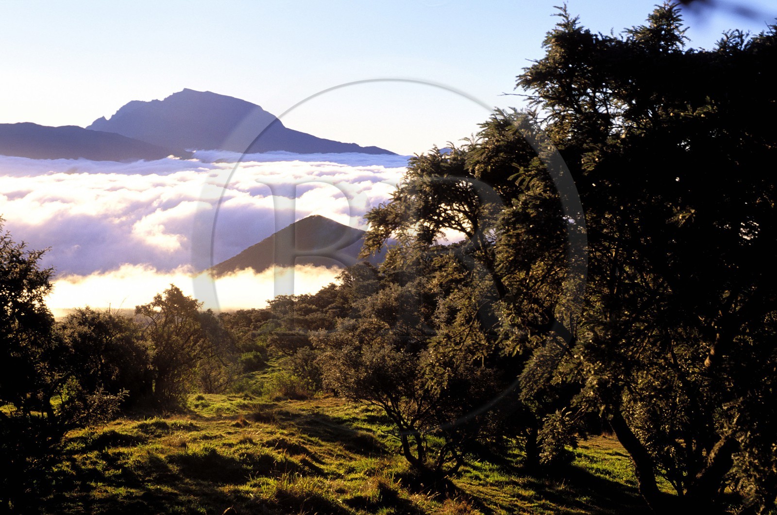 France, île de la Réunion, pentes de la fournaise vers le nez de bœuf et le Piton des Neiges