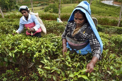 Sri Lanka, Province d'Uva, Bandarawela, femme tamoul travaillant à la cueillette des feuilles dans une plantation de thé