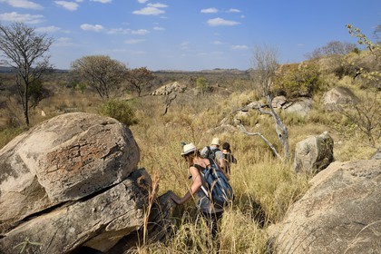 Zimbabwe, province de Matabeleland méridional, Matobo ou Matopos Hills National Park, classé Patrimoine Mondial de l'UNESCO,  safari à pied à la recherche de rhinocéros blanc (Ceratotherium simum)