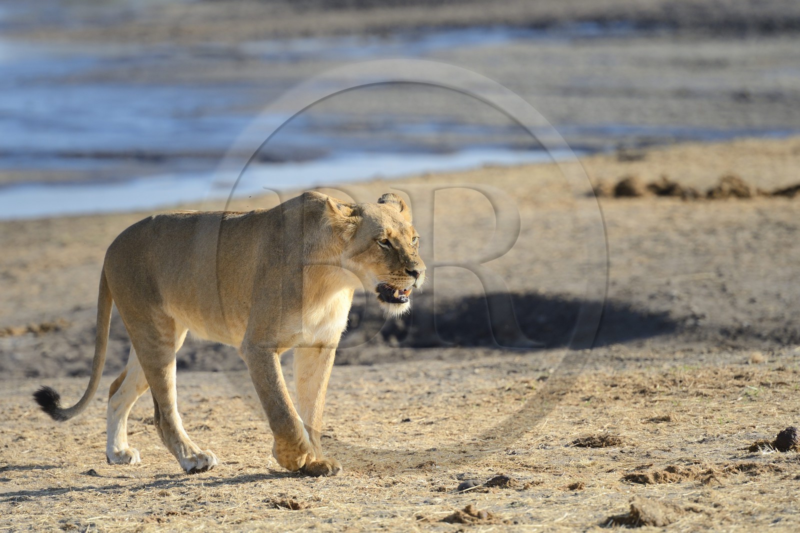 Zimbabwe, province de Matabeleland septentrional, parc national Hwange, lion (Panthera leo) autour d'un point d'eau