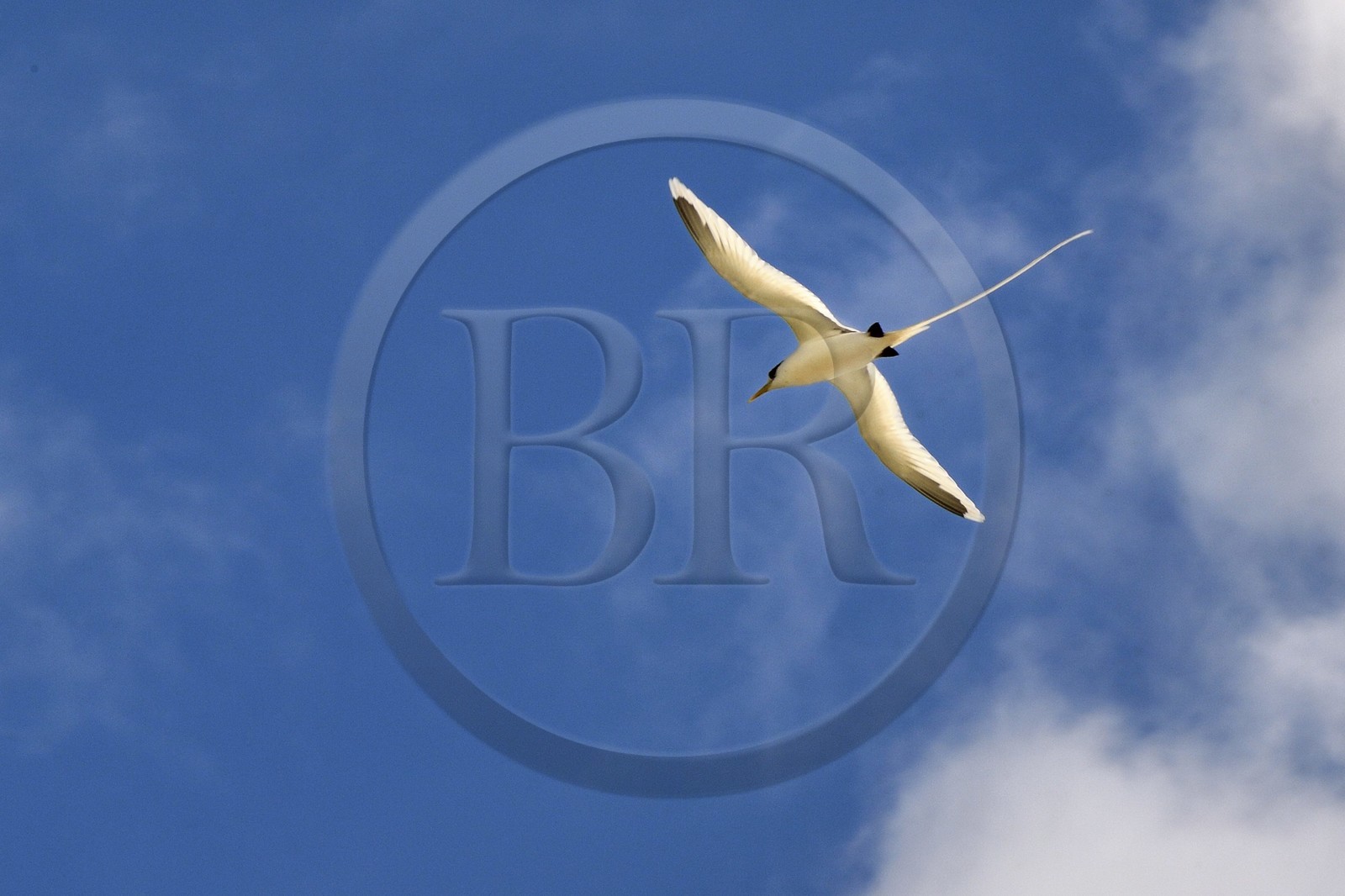 France, Ile de la Reunion, côte sud, Petite-Ile, Paille en queue ou Phaéton à bec jaune (Phaethon lepturus) est un des emblèmes des Mascareignes