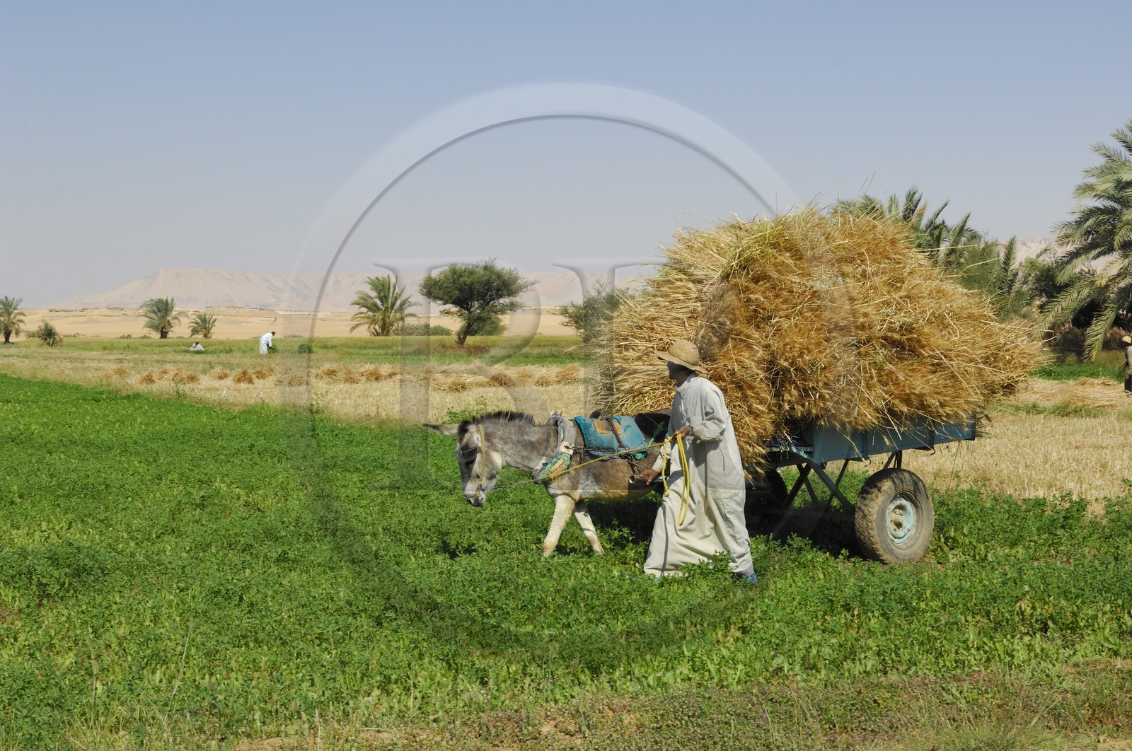 Egypte, désert libyque, oasis de Dakhla, travaux des champs