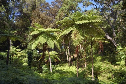 France, Var (83), Rayol-Canadel-sur-Mer, Domaine du Rayol, propriété du conservatoire du littoral mention obligatoire, le jardin des Méditerranées conçu par le paysagiste Gilles Clément, le Jardin de Nouvelle-Zélande, fougères arborescentes