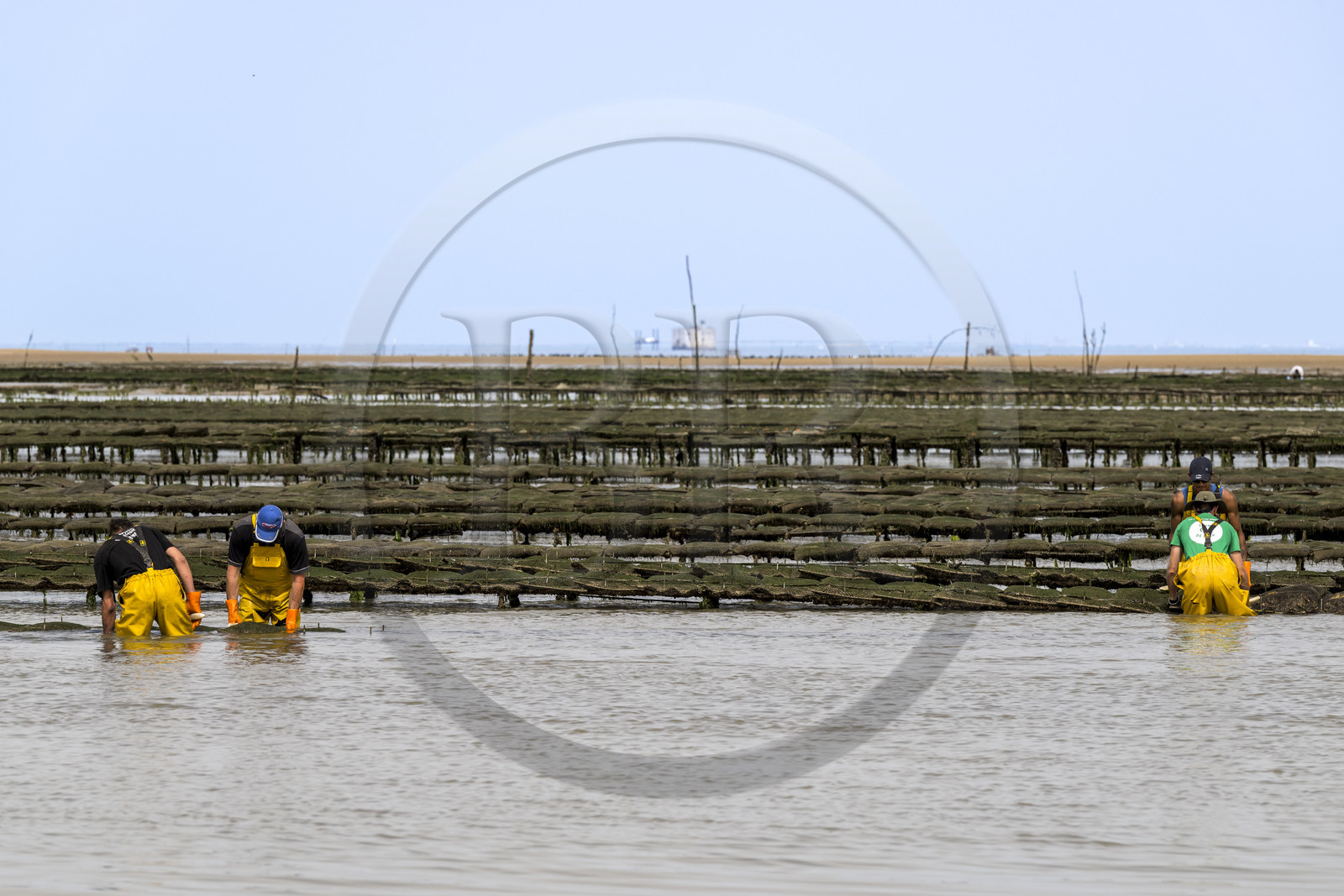 France, Charente-Maritime (17), Ile d'Oléron, Dolus-d’Oléron, entretien des parcs à huitres du bassin de Marennes-Oléron dans le Pertuis d'Antioche à marée basse