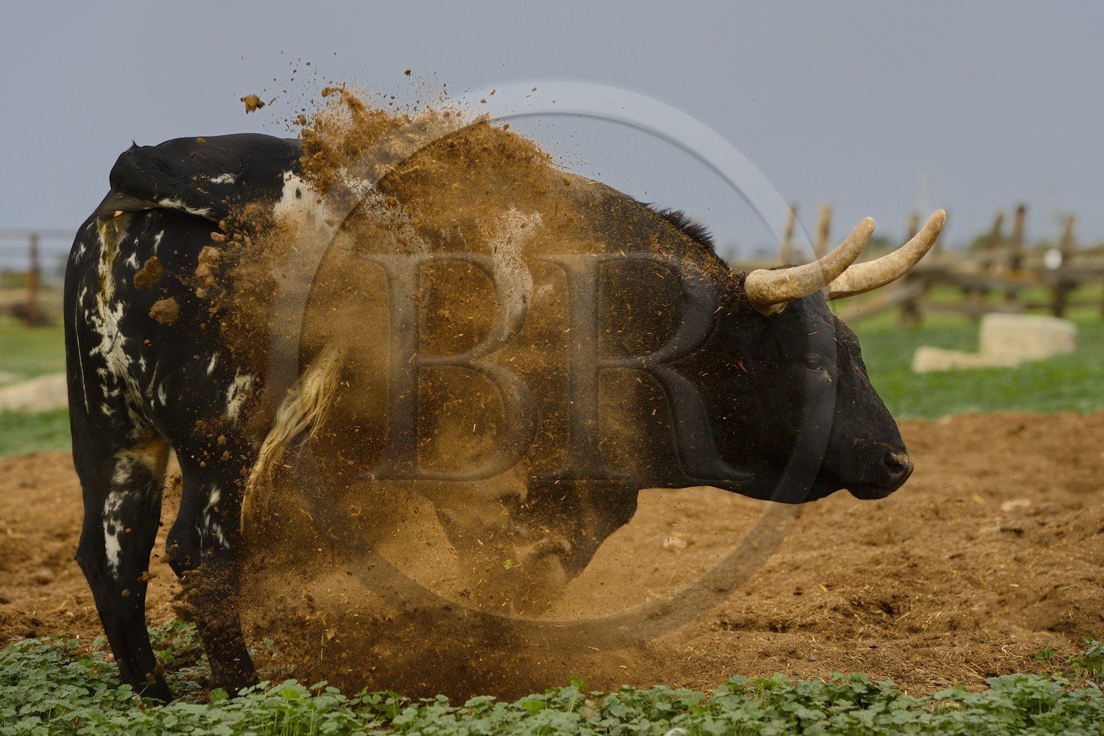 Spain, Andalusia, Seville Province, Utrera, the property El Toruno, breeding of fighting bulls
