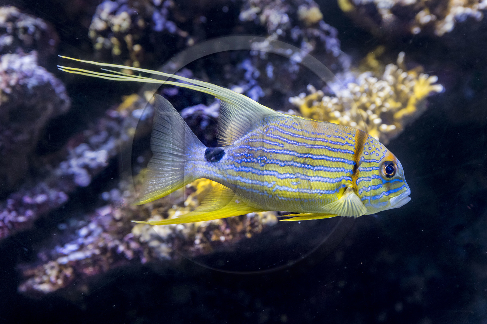 Espagne, Catalogne, Barcelone, Port Vell, l'aquarium, vivaneau voilier (Symphorichthys spilurus)