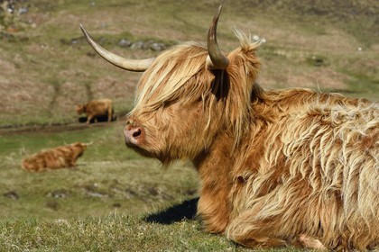 Royaume-Uni, Ecosse, Highland, Hébrides intérieures, Ile de Mull, vache de race Highland