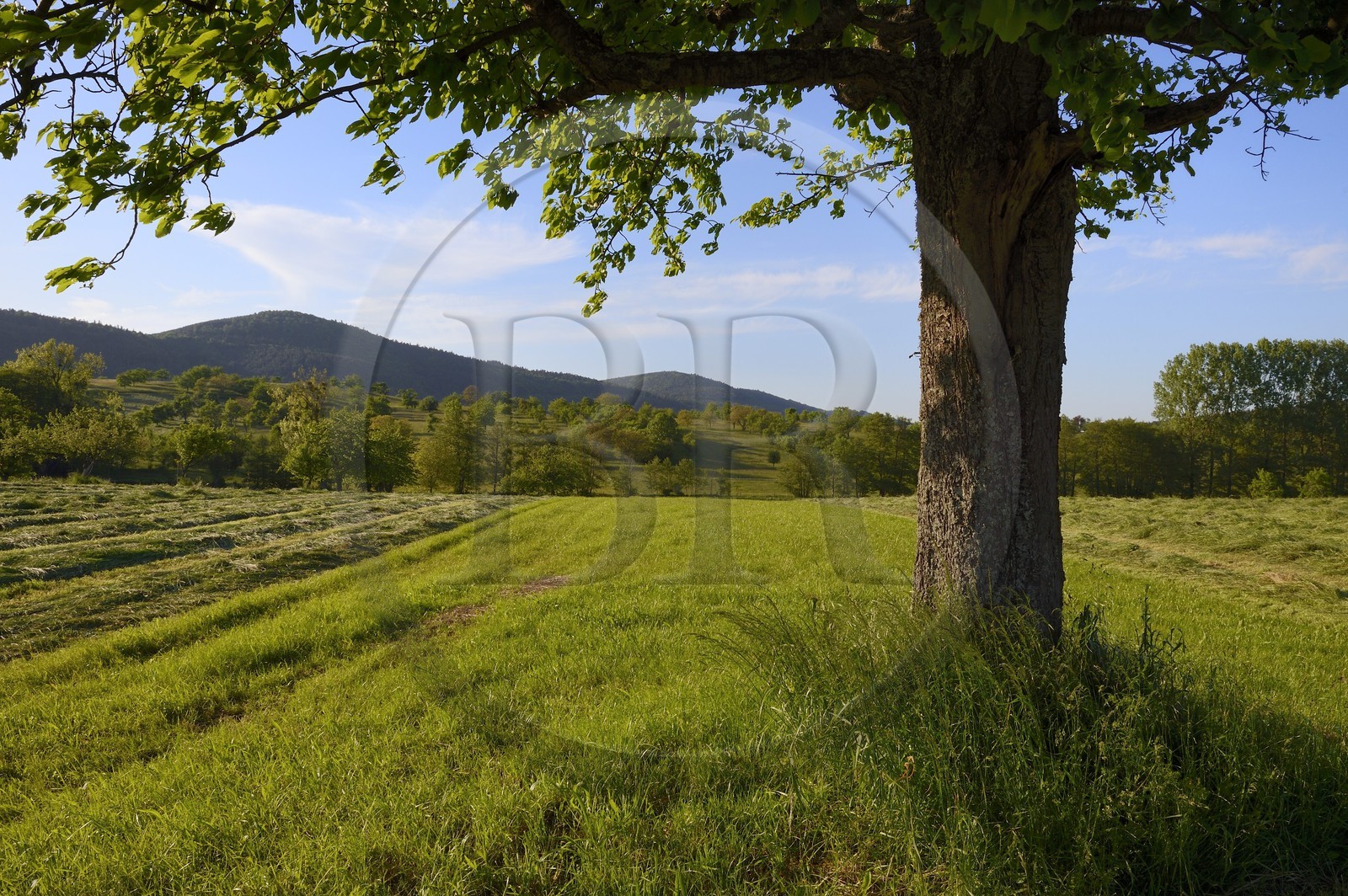 France, Bas-Rhin (67), Hengwiller, paysage champêtre
