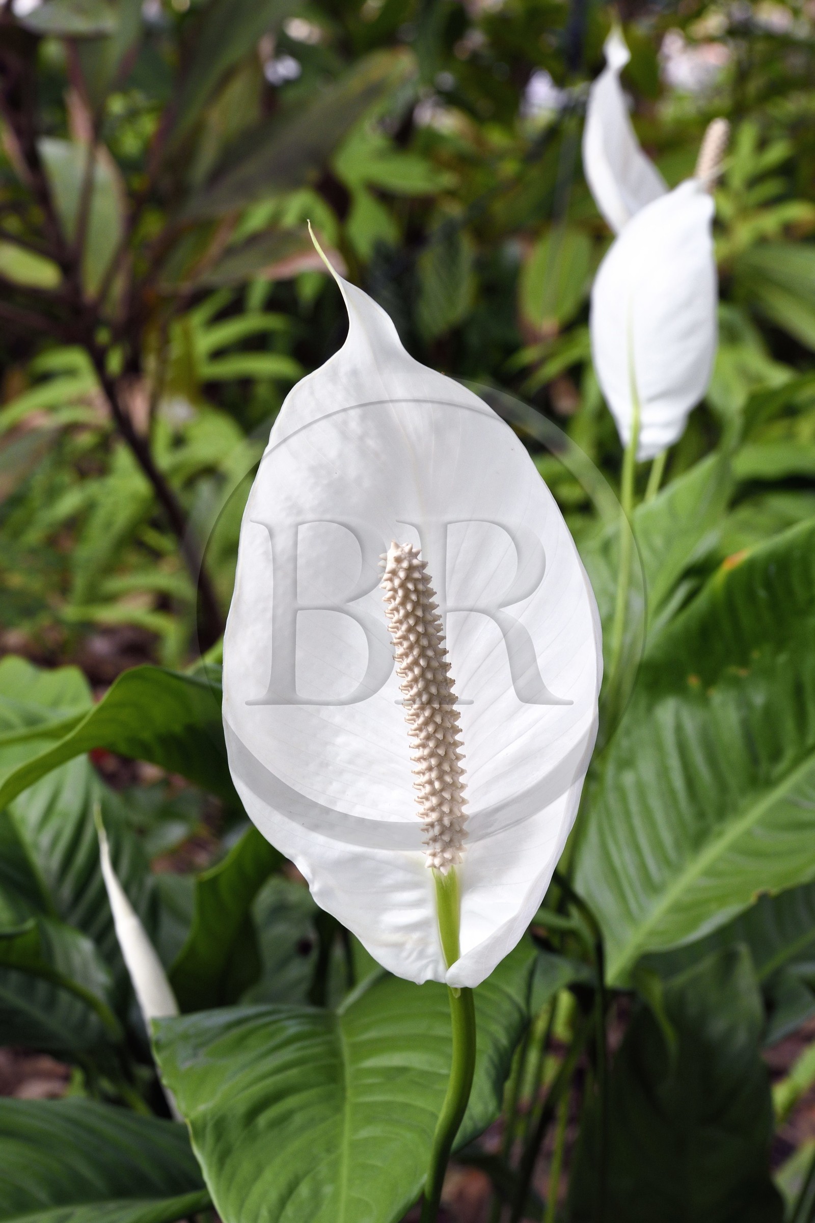 France, Ile de la Reunion, Saint Pierre, Jardin Botanique du Domaine du Café Grillé, Spathiphyllum cochlearispathum