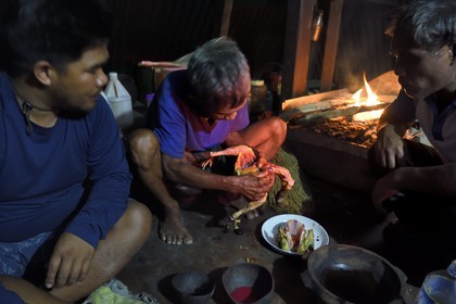Philippines, province d'Ifugao, région de Banaue, village de Cambulo, un chaman Ifugao prédit l'avenir dans les entrailles d'un poulet