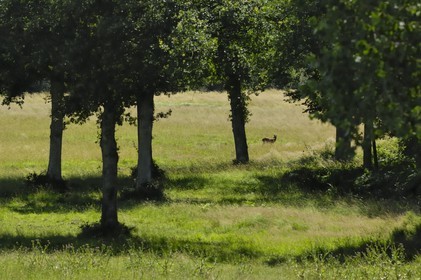 France, Loire et Cher, cerf dans le domaine du château de Chambord