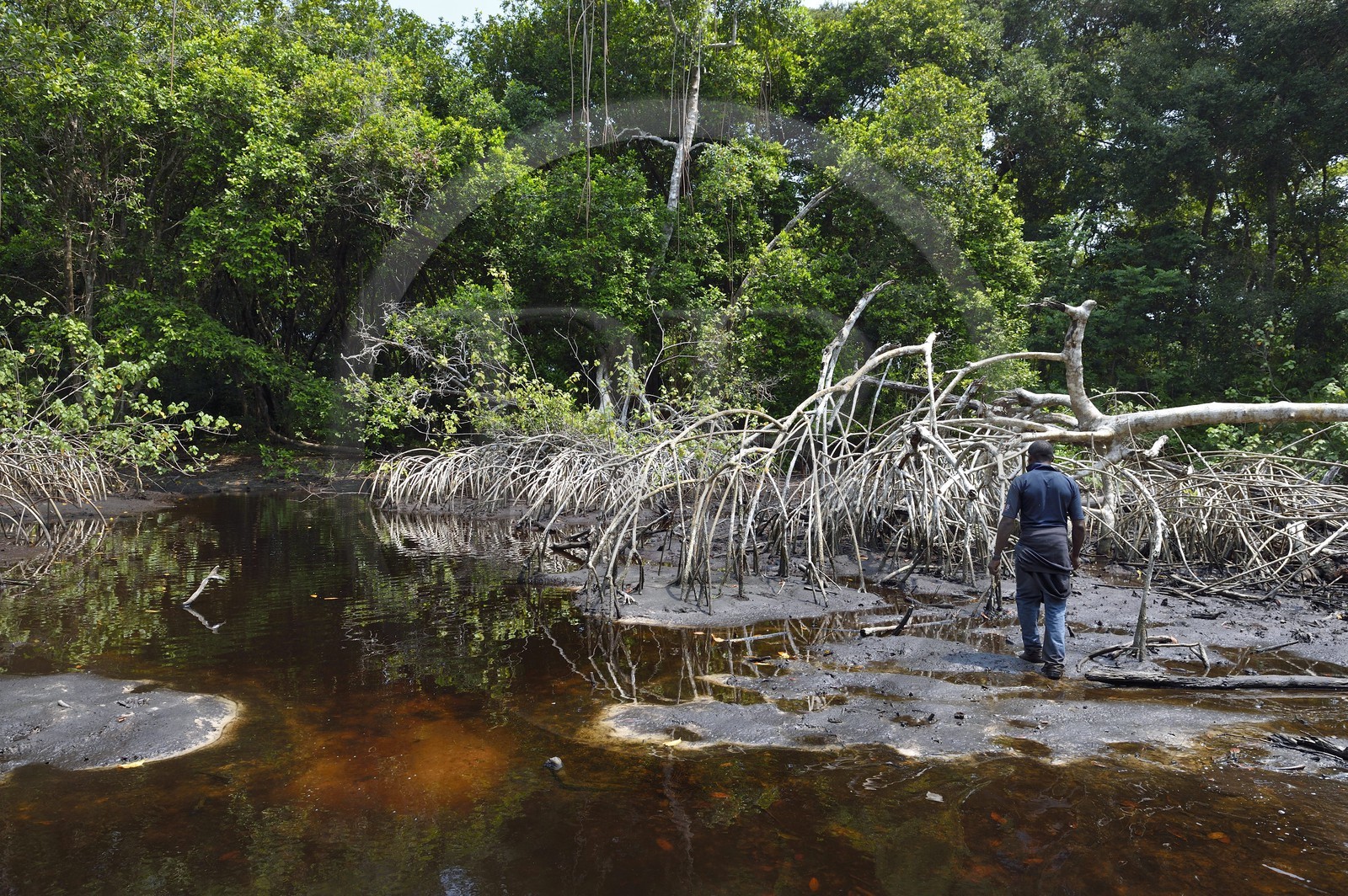 Gabon, province de Ogooué- Maritime, Parc National du Loango, mangrove de l'embouchure de la lagune Iguéla