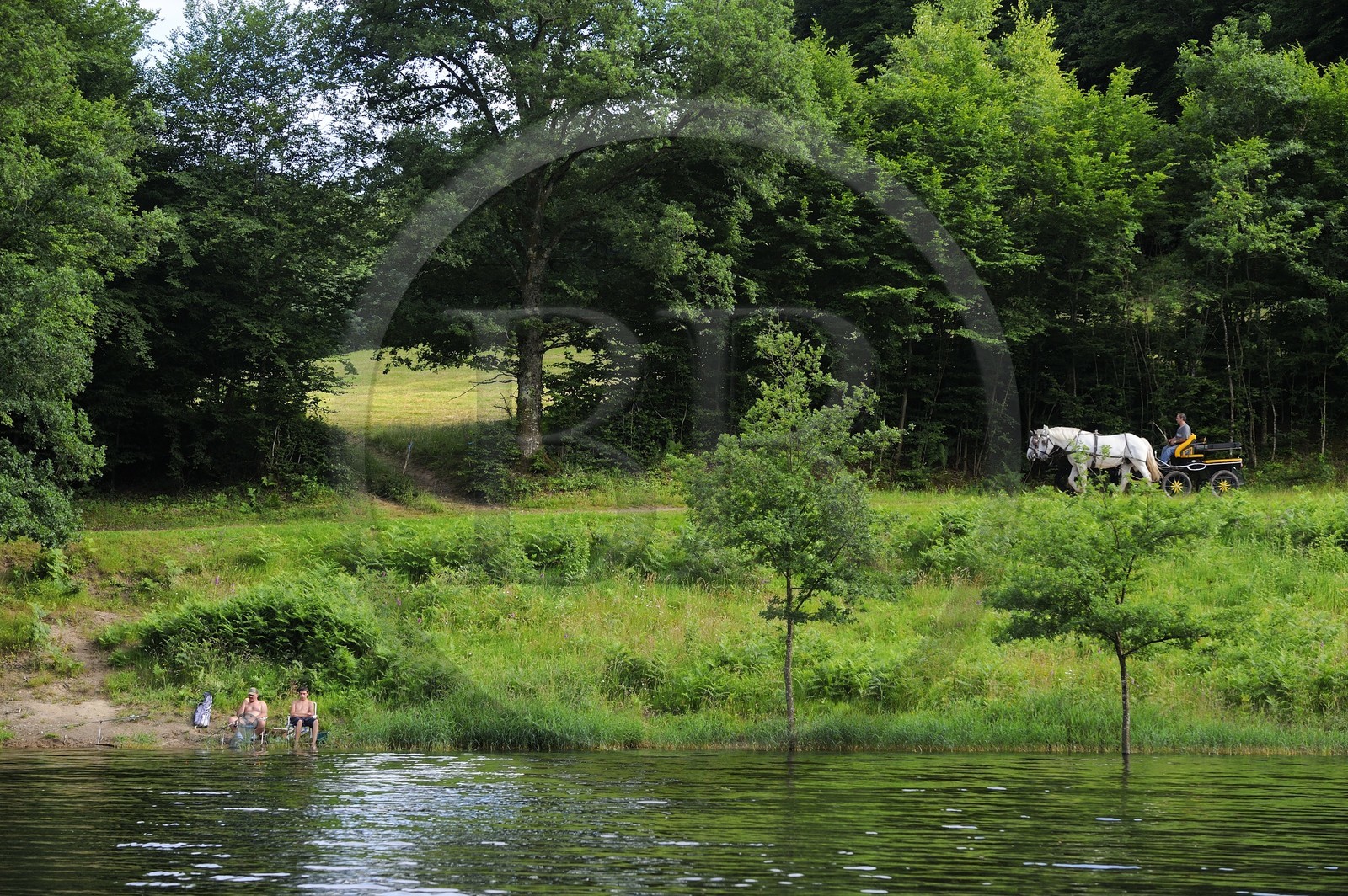 France, Nièvre (58), lac de Pannecière, Alain Perruchot agriculteur et éleveur de chevaux au commande de son attelage
