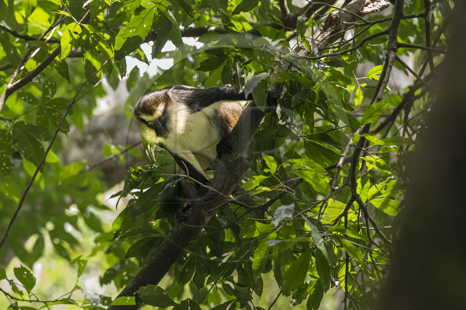 Rwanda, Western Province, Nyakabuye, Nyungwe National Park, natural tropical rain forest of Cyamudongo, Dent's mona monkey (Cercopithecus denti)