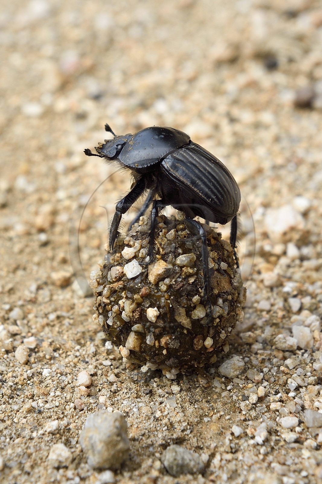 France, Corse-du-Sud (2A), Cargèse, bousier (Scarabaeus laticollis)