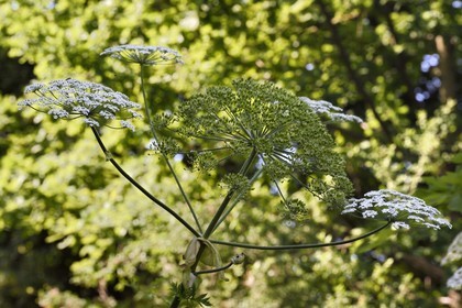 France, Meurthe-et-Moselle (54), Nancy, musée de l'Ecole de Nancy dans l'ancienne propriété d'Eugène Corbin, berce du Caucase (Heracleum Montegazzianum) plante emblématique de l'Ecole de Nancy