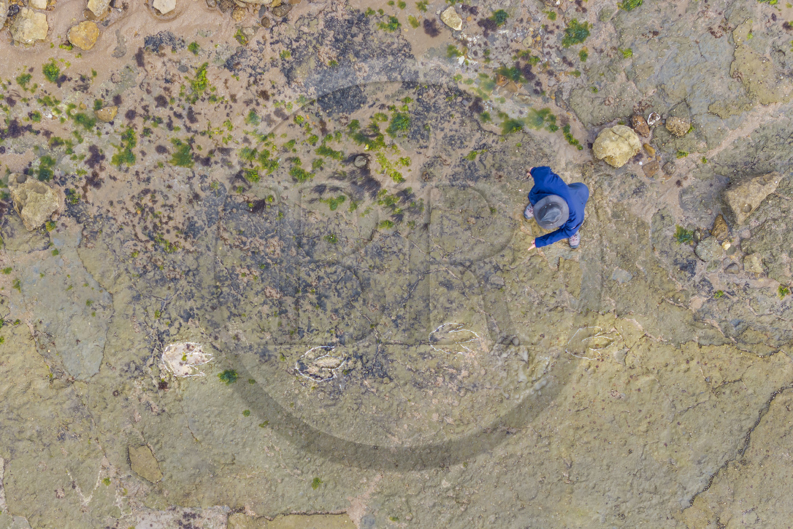 France, Vendée (85), Talmont Saint Hilaire, la Pointe du Payré, foreshore of the Veillon site at low tide, tridactyl fossil traces of bipedal dinosaurs dated around 200 million years old