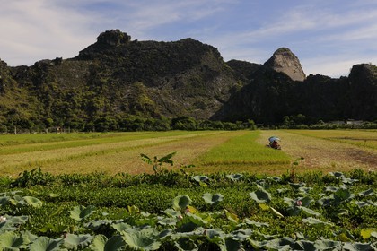 Vietnam, province de Ninh Binh,