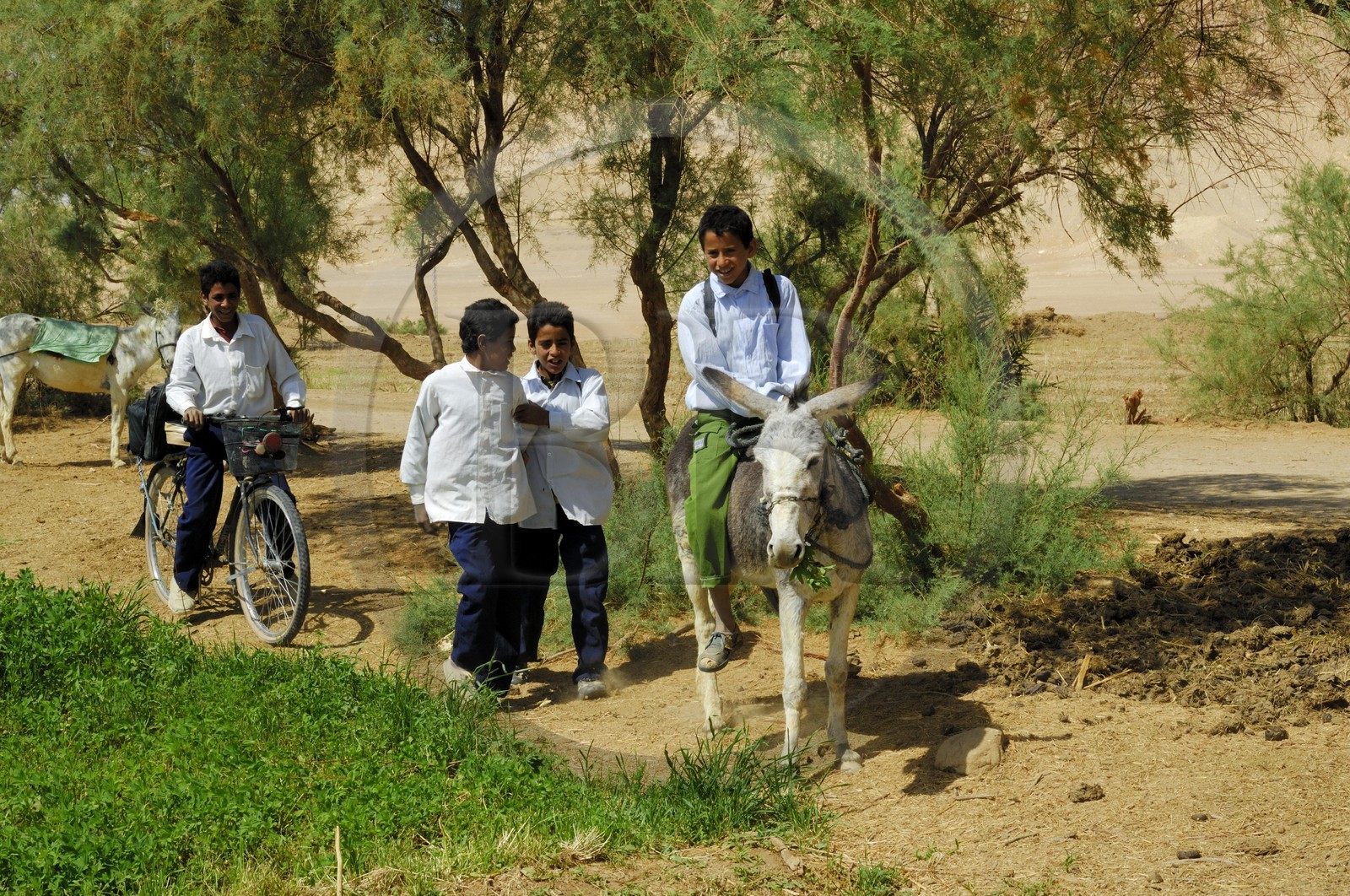 Egypt, Libyan desert, Abu Mungar oasis north of Farafra, returning from school on a donkey
