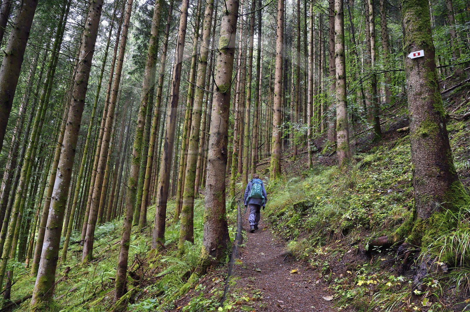 France, Haut-Rhin (68), Parc naturel régional des ballons des Vosges, randonneurs remontant la vallée de Storckensohn vers le sommet de La Tête des Perches