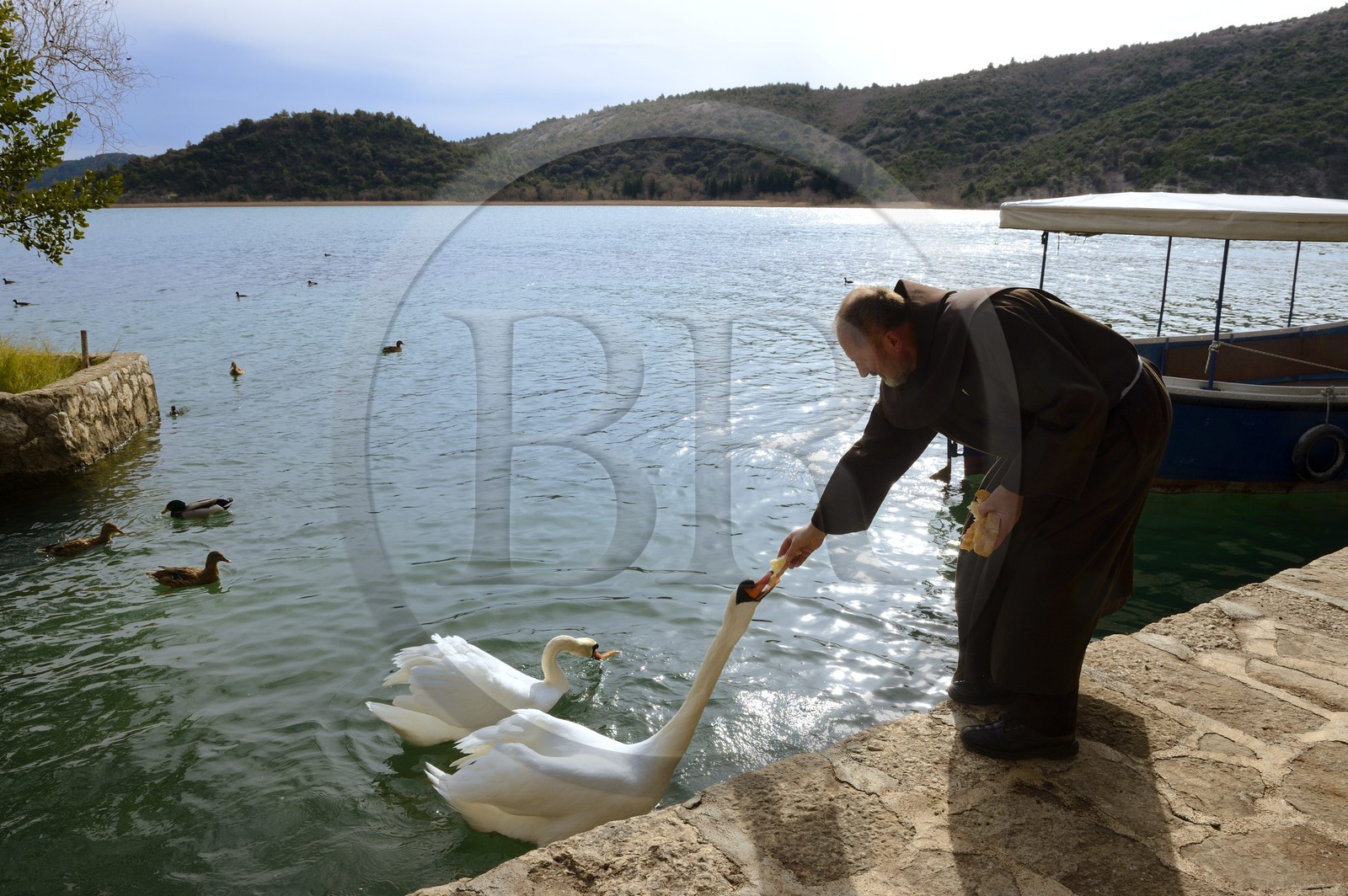 Croatia, Dalmatia, Krka National Park where Krka River becomes Lake Visovac, the Visovac Franciscan Monastery, Brother Stojan  gives bread to the swans