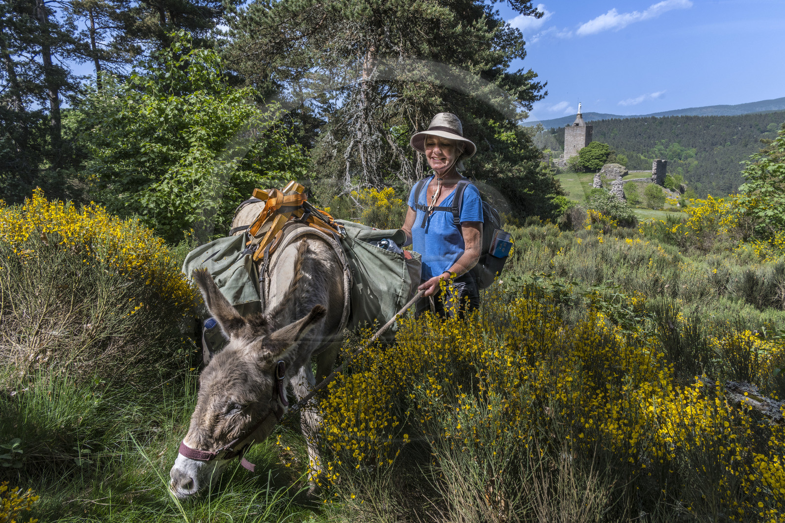 France, Lozère (48), Luc, randonnée avec un âne sur le chemin de Stevenson (GR 70) devant les ruines du chateau de Luc