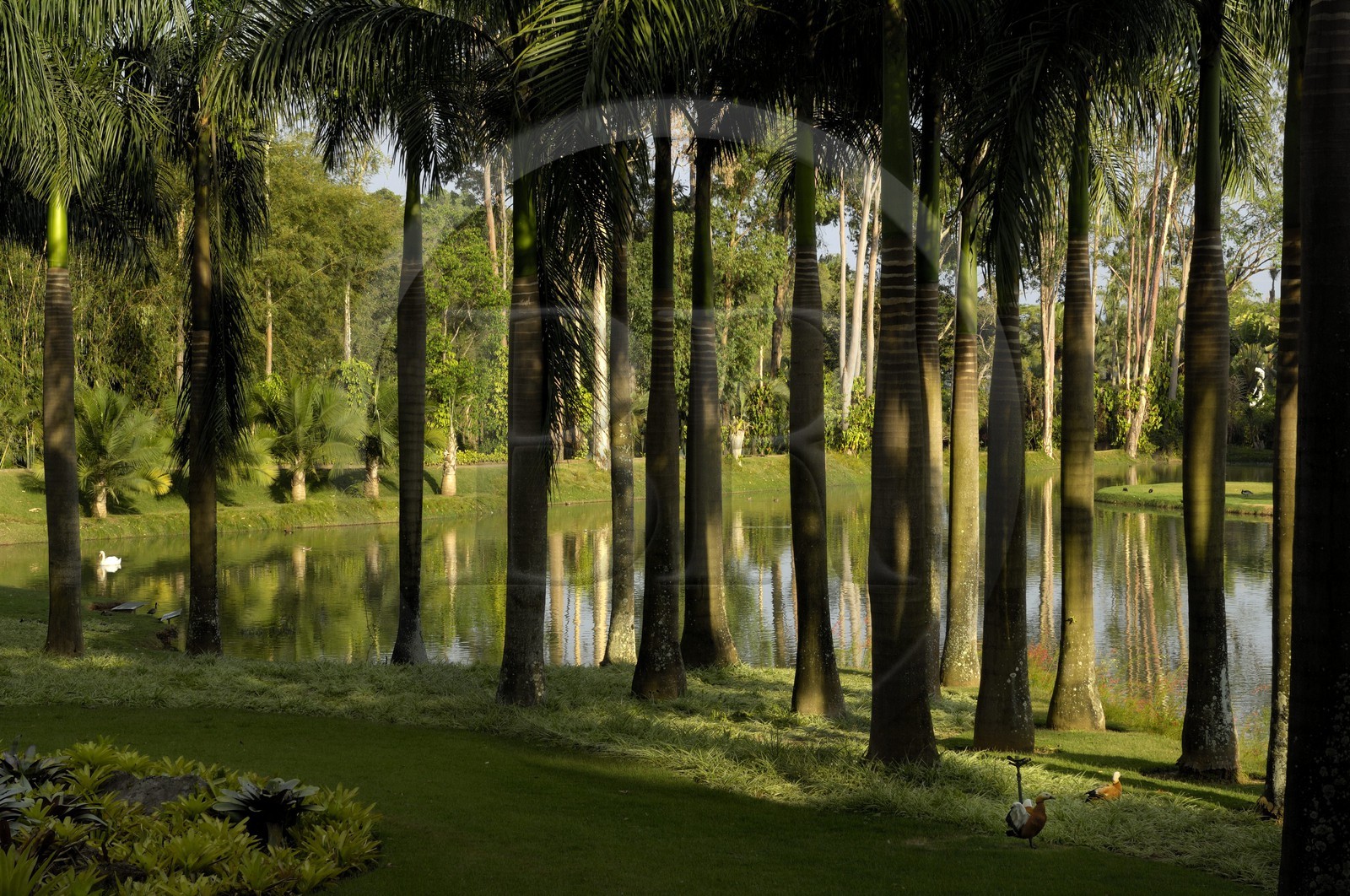 Brasil, Minas Gerais state, Brumadinho, Centro de arte contemporanea Inhotim (contemporary artwork center), the lake