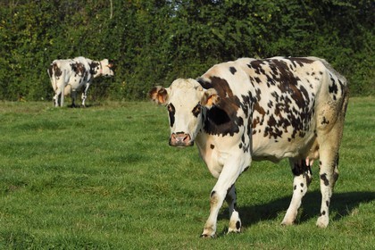 France, Calvados, Pays d'Auge, Le Mesnil Germain, cow of Normande breed