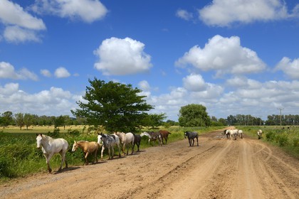 Argentine, province de Buenos Aires, troupeau de chevaux sur une piste vers San Antonio de Areco