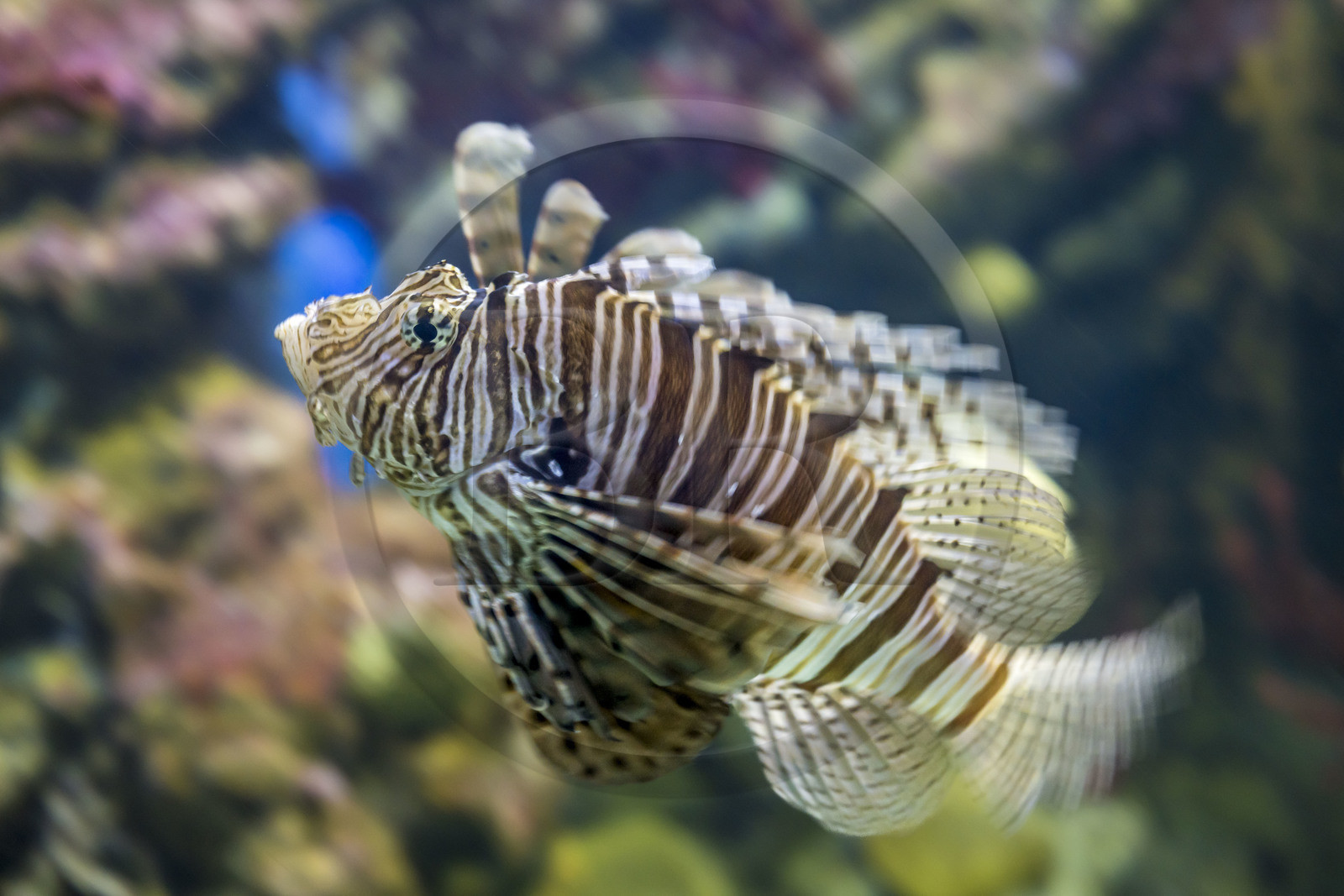 Espagne, Catalogne, Barcelone, Port Vell, l'aquarium, rascasse volante (Pterois miles) aussi appelé Poisson-scorpion
