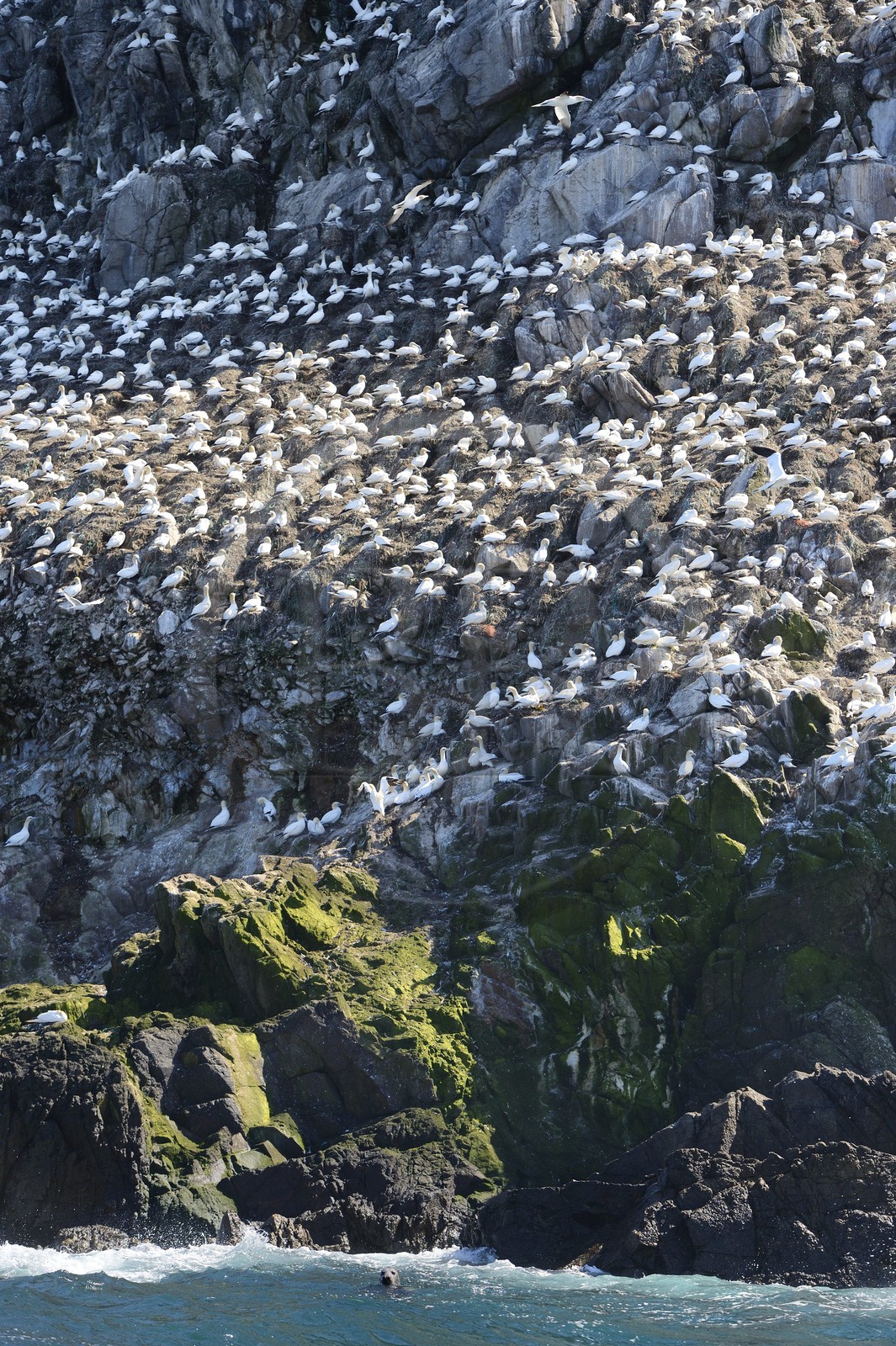 France, Cotes-d'Armor, Perros-Guirec, Sept-Iles Archipelago and bird sanctuary, Rouzic island, northern gannets colony (Morus bassanus), single point of nesting in France for more than 20,000 couples