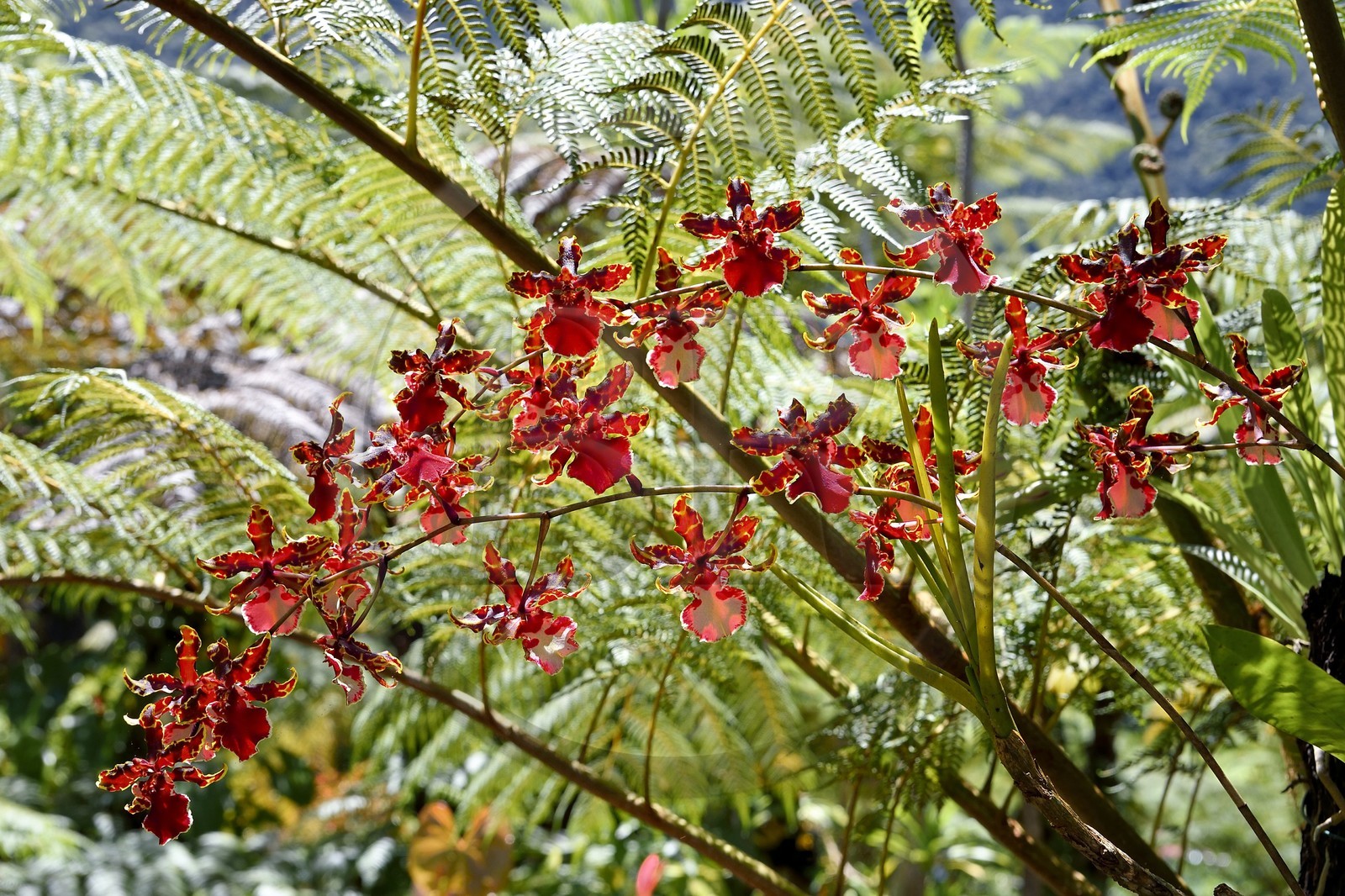 France, Ile de la Reunion, Cirque de Salazie, classé Patrimoine Mondial de l'UNESCO, Hell-Bourg, labellisé les Plus Beaux Villages de France, les luxuriant jardins de la Villa ou Maison Folio, cambria orchidée