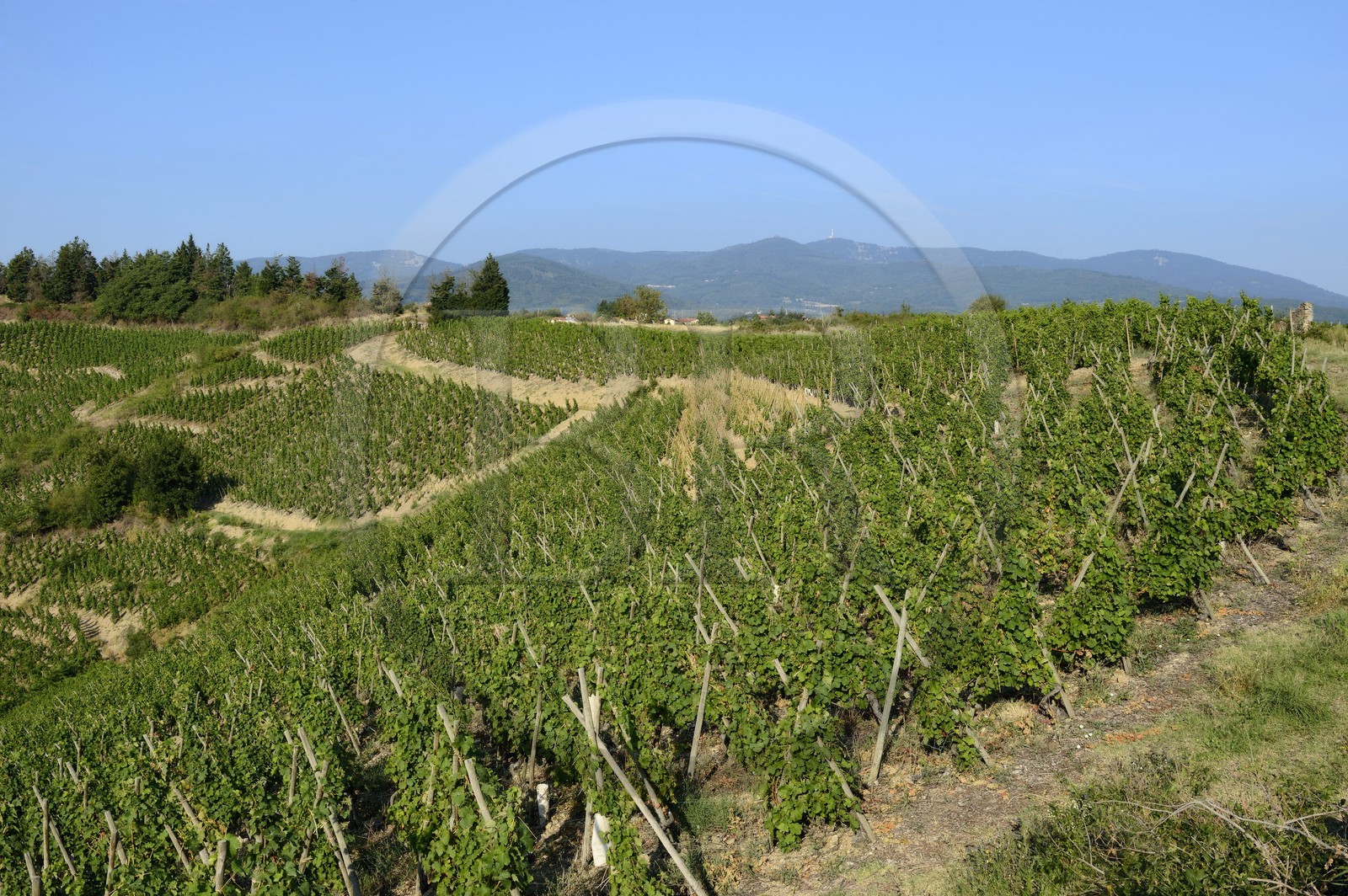 France, Loire, Parc Naturel Regional du Pilat (Natural Regional Park of Pilat), Malleval, vines on stakes