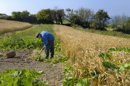 France, Manche, Cotentin, Cap de la Hague, Auderville, Auguste, brother of Paul Bedel, working in the fields