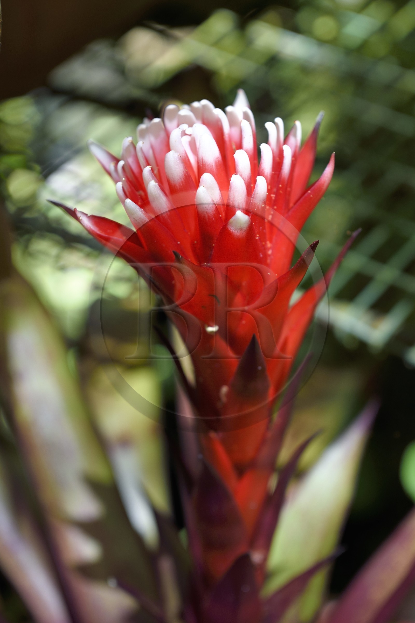 France, Ile de la Reunion, Cirque de Salazie, classé Patrimoine Mondial de l'UNESCO, Hell-Bourg, labellisé les Plus Beaux Villages de France, les luxuriant jardins de la Villa ou Maison Folio, Bromeliaceae fleur ananas bromelia (Guzmania lingulata)