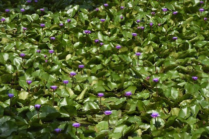 Sri Lanka, province du Centre-Nord, Diyabeduma, étang aux lotus bleu (Nymphaea caerulea) ou nénuphars bleus