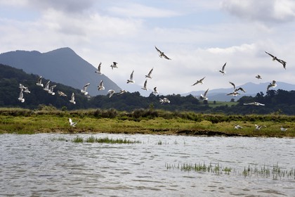 Espagne, Pays basque espagnol, Biscaye, région de Gernika-Lumo, Réserve de biosphère d'Urdaibai, remontée en kayak de l'estuaire du fleuve Oka, Mouette rieuse (Chroicocephalus ridibundus)