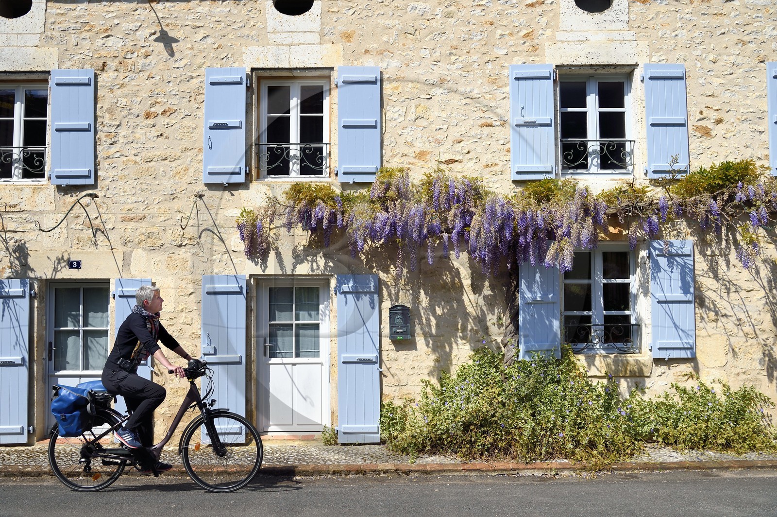 France, Charente (16), Marthon, cycliste sur la Coulée d’Oc (portion de la véloroute La Flow Vélo), glycine sur une facade de maison traditionnelle