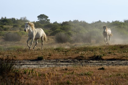 France, Bouches-du-Rhône (13), Parc naturel régional de Camargue, vers l'étang de Malagroy, manade Jacques Mailhan, chevaux de Camargue dans la sansouire