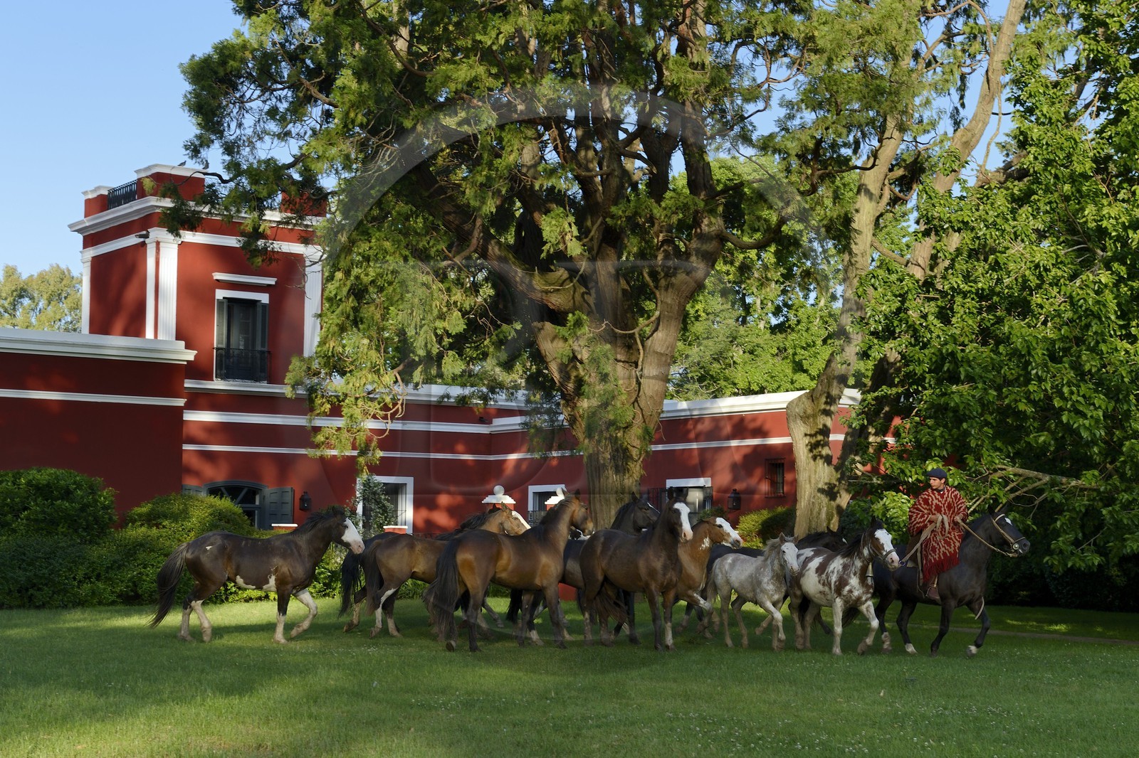 Argentine, province de Buenos Aires, San Antonio de Areco, gaucho et son troupeau de chevaux devant l'estancia La Bamba de Areco