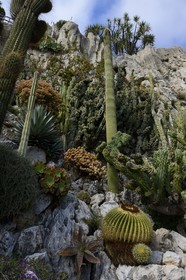 Principauté de Monaco, Monaco, le Jardin Exotique regroupant plusieurs milliers d'espèces de plantes succulentes