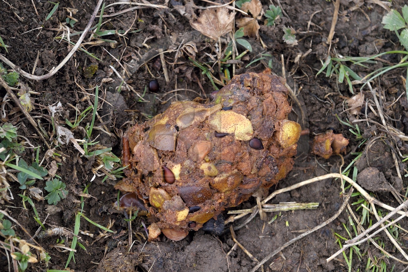 Azerbaïdjan, région de Quba (Guba), chaine de montagne du Grand Caucase, randonnée entre le village de Giriz et de Laza, excrément d'ours