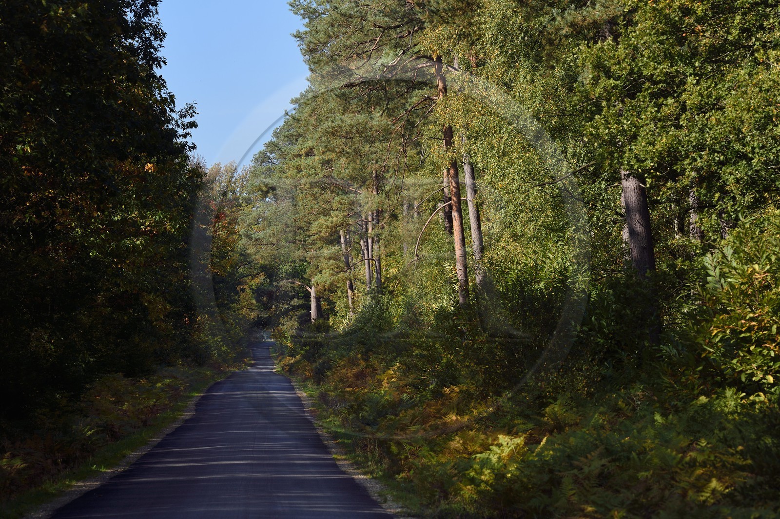 France, Seine-Maritime (76), Pays de Caux, Parc naturel régional des Boucles de la Seine normande, Vatteville-la-Rue, forêt de Brotonne