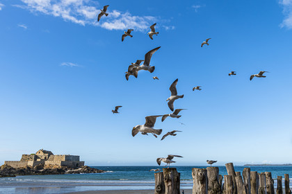 France, Ille et Vilaine, Cote d'Emeraude (Emerald Coast), Saint Malo, Fort National designed by Vauban and built by Siméon Garangeau from 1689 to 1693, Eventail beach at low tide with its wooden breakwaters