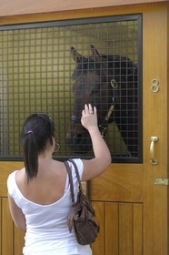 Republic of Ireland, County Kildare, Tully, Irish National Stud, a champion horse in its stall