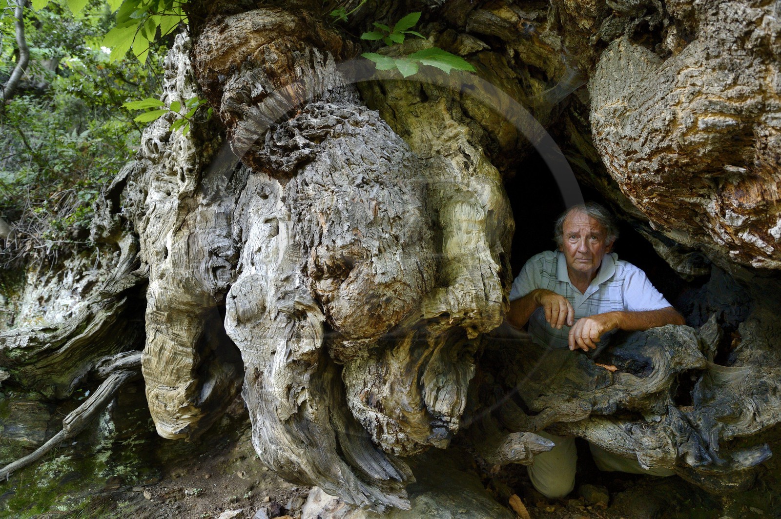 France, Haute-Corse (2B), Castagniccia, village de Carcheto, l'écrivain Jean-Claude Rogliano et le célèbre chataigner qui est le personnage principale de son livre Le berger des morts, Mal'Concilio