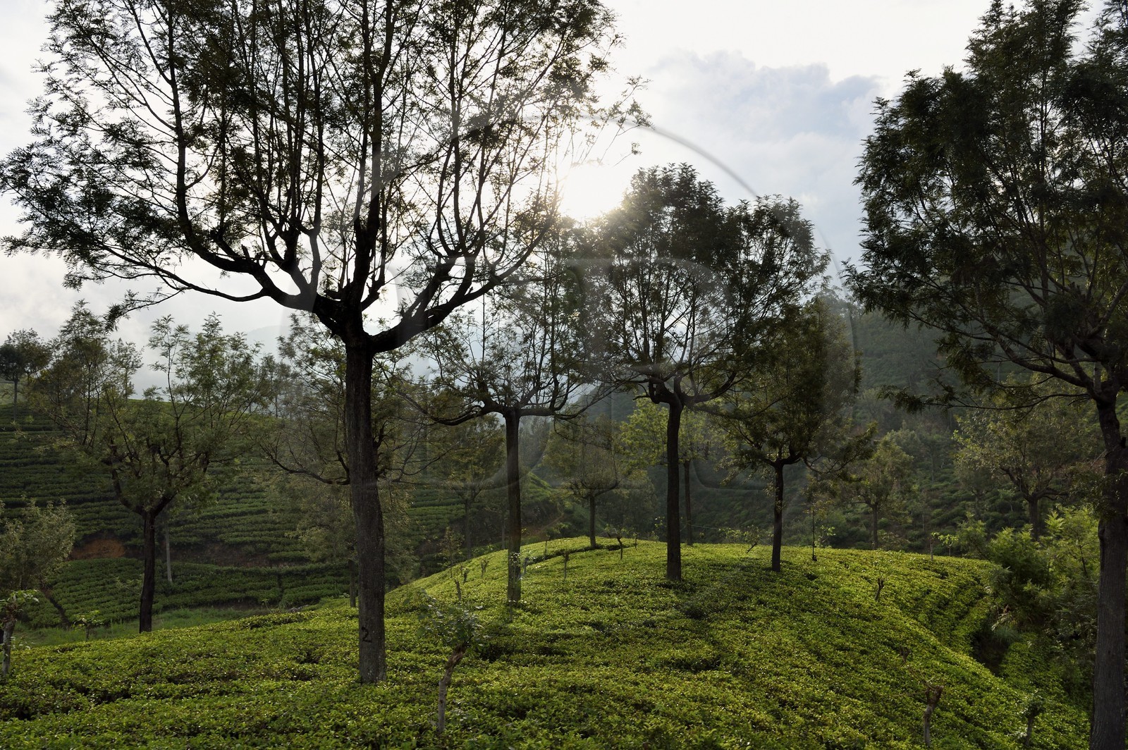 Sri Lanka, Province d'Uva, trajet en train dans la région montagneuse de la culture du thé entre Hatton et Ella, plantations de thé de la région de Haputale